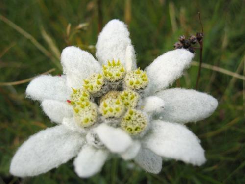 Edelweiss - Edelweiss (Leontopodium alpinum) is one of the best known European mountain flowers. The name comes from German edel (meaning noble) and weiß (meaning white). The scientific name, Leontopodium means "lion&#039;s paw", being derived from Greek words leon and podion.

