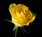 Yellow Rose - yellow rose