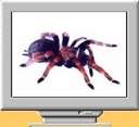 Spiders - Spiders