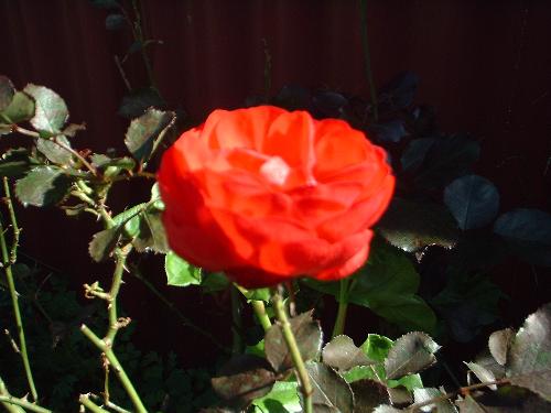 rose - rose
