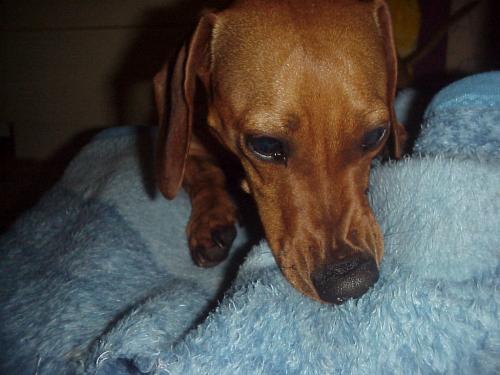 My Dachshund misses his mommy - He suckles this blanket every night - shame it's so tragic! This is what happens when puppies are taken too young! The people we bought him from said he was older than he was. Well that's the only explanation we can come up with!  Either that or he has some small emotional problems...