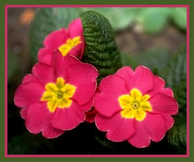 flower - i like them
