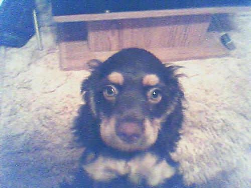 Leroy - A dog of repute