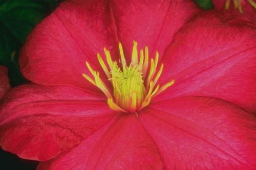 flower - Xrated