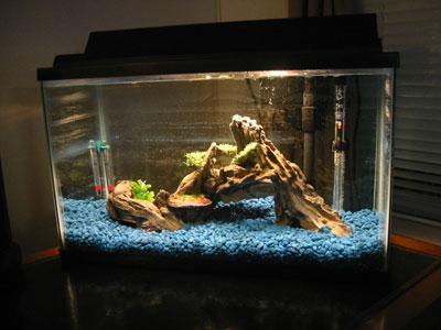 Fish tank - Fish tank