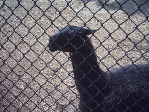 Llama - Llamas are scary XD But they're awesome.