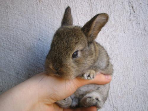 Tiny bunny - ^_^