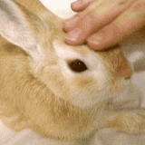 Velvety soft - This bunny looks so soft.