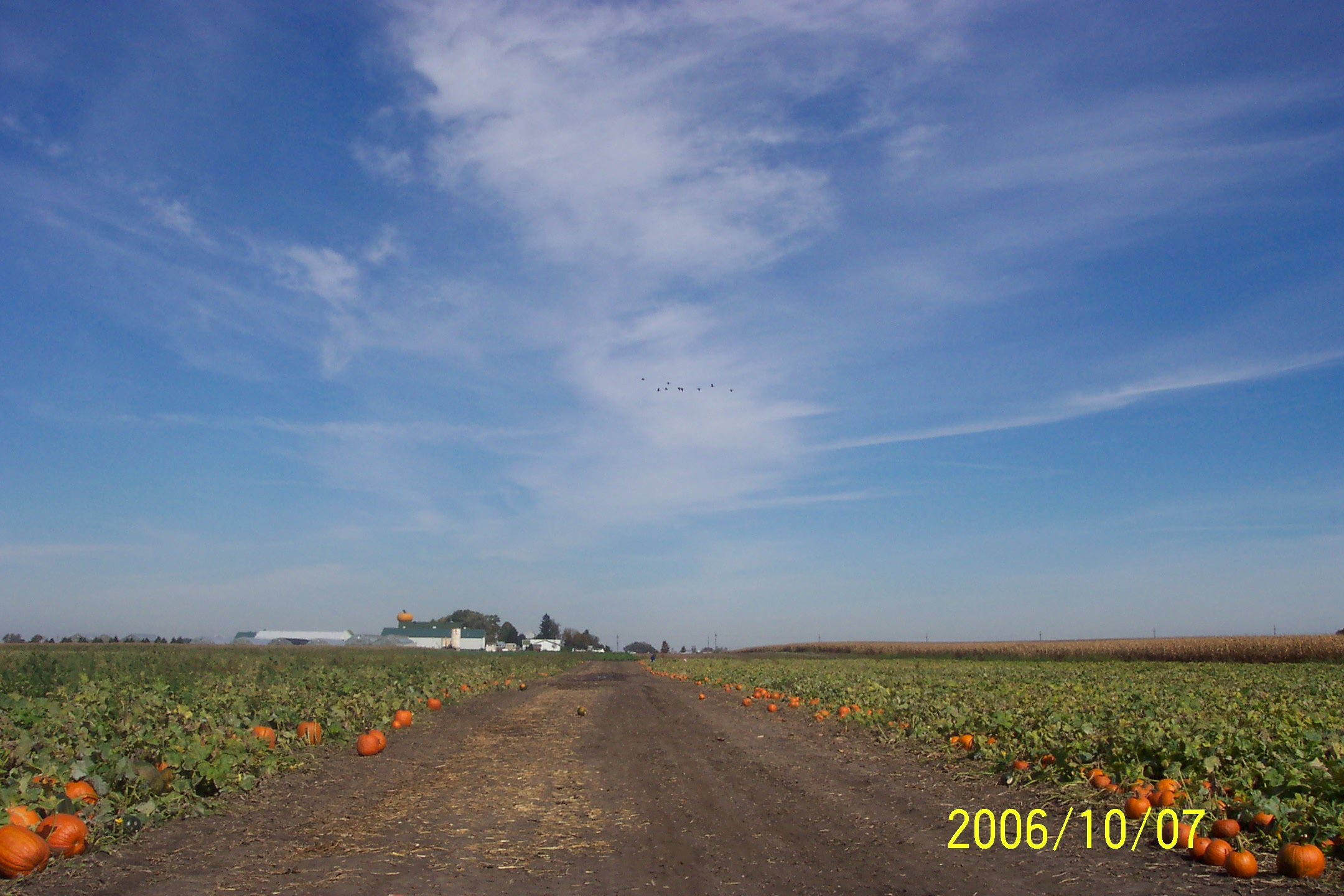 Happy Halloween! - Taken at a pumpkin farm in Illinois.