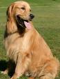 golden retriever - golden retriever