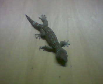 lizard - ;)