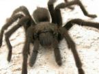 Tarantulas - DO you like them?