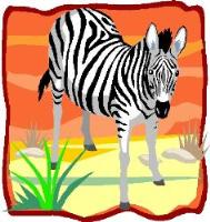 zebra