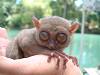 tarzier - tarzier worlds smallest primate bohol island philippines