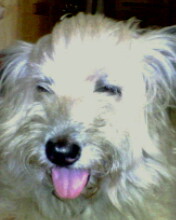 My Dog - She is an old english sheepdog