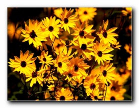Gardens with flowers - Guess if u wanted to seat in peace with ur lover(gf or bf) gardens with different flowers are very beautyfull and romantic  place if there is no diturbance.