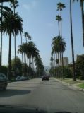 palm trees of los angeles - view on the los angeles