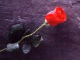 flower - flower