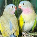 parrot - parrot