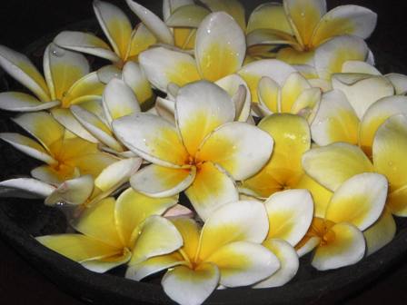 Kamboja - you may call this flower as Frangipani, or in Balinese Jepun. It's a spiritual flower mostly used in every ceremony in balinese tradition.