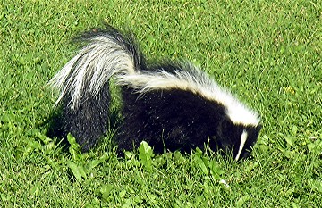 Skunk - a photograph of a skunk