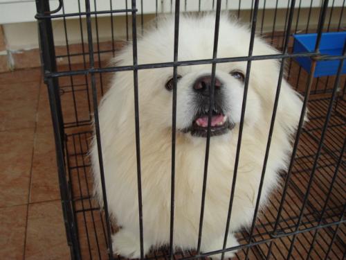 My Cute Dog - Name: White pig Age: 5 years old Hobbies: Playing with ball, barking Favourite food: chocolate