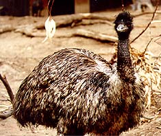 Emu - Australian Emu