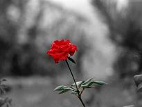 RED ROSE..!! - the symbol of love..!!