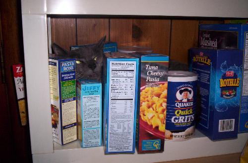 cat sleeping in pasta - This is our cat Cicero, sleeping away in the pantry amidst the pasta boxes!!