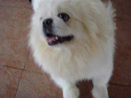 Another dog pic! - ^.^