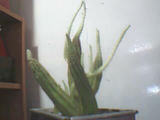 cactus plant - my own plant! cactus plant - my own plant!