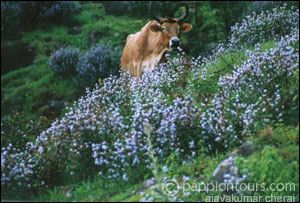 kurinji flowers -  nilgiri thar in the valley of kurinji flowers.that is a beautiful scene.