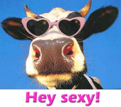 Hello from Kentucky,USA - this is a picture of a cow with pink heart shaped sun glasses on with the words Hey Sexy on bottom of photo