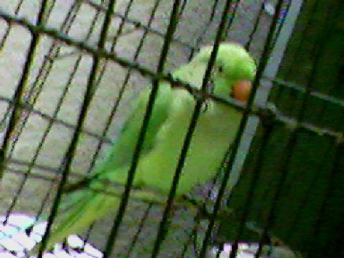 Bird - Bird