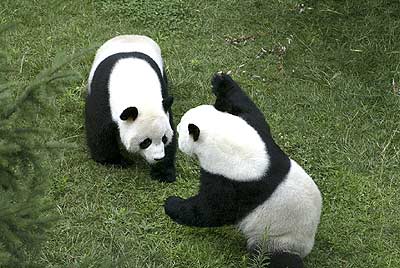 Xiongmao - Xiongmao