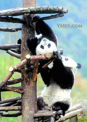 Xiongmao - Xiongmao