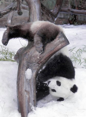 Xiongmao - Xiongmao