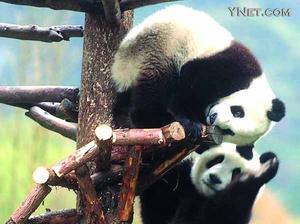Xiongmao - Xiongmao
