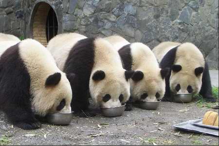 Xiongmao - Xiongmao
