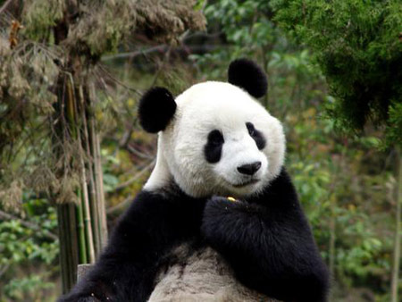 Xiongmao - Xiongmao
