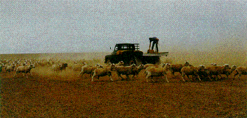 Feeding stock during drought, Australia - Feeding stock, drought in Australia
