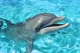 dolphin - a fish which is familiur to the human kind