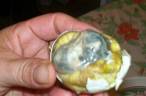 balut exposed - boiled duck egg