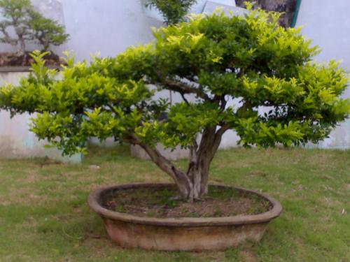 plant - plant