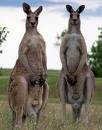 Kangaroos - Kangaroos from Australia.