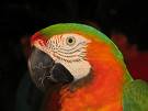 bird - parrot