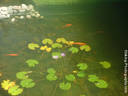 Fish Pond - Koi and Gold fish in the pond