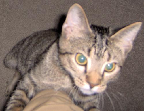 Look at that face - Morrison want some love and will climb you to get it if he has too!