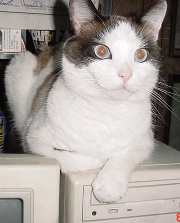 Computer cat says G'day - Computer cat says G'day
