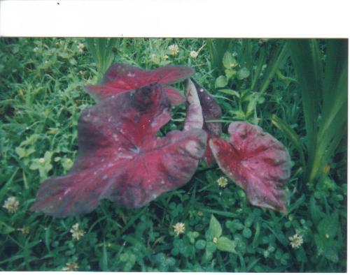 FLOWERS - This is a flower from my flower garden Isn't it pretty?